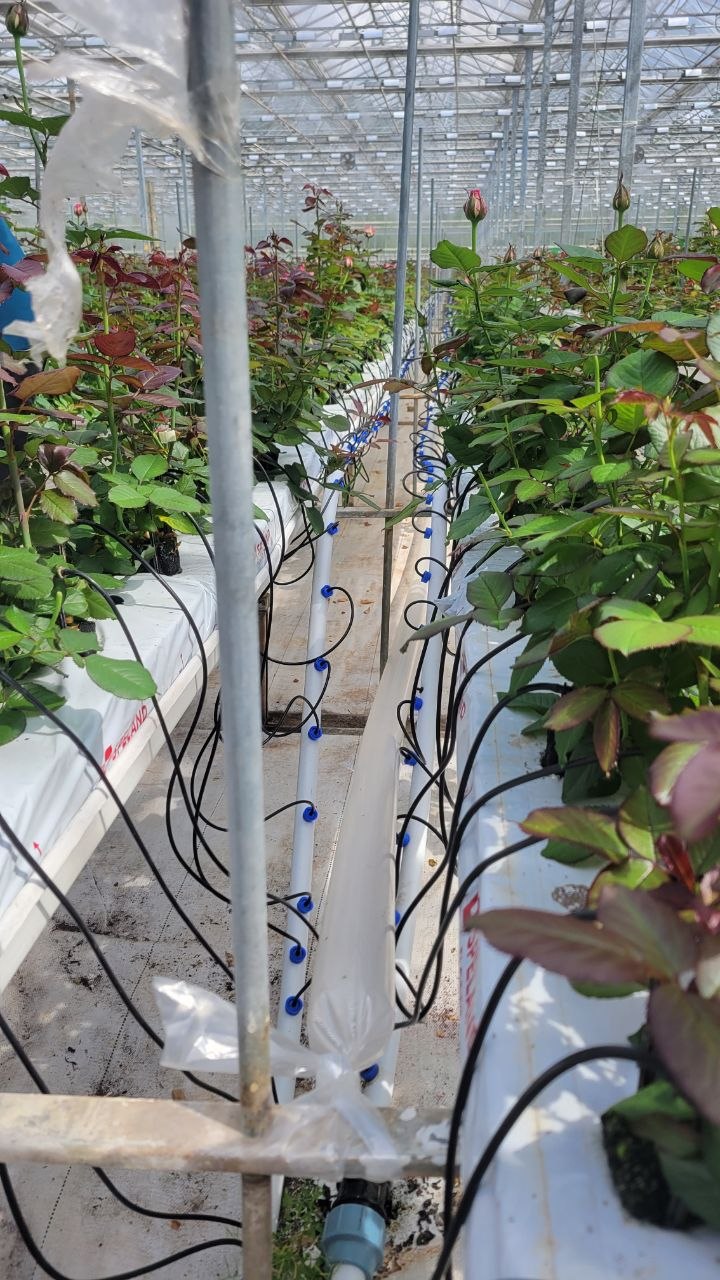Drip irrigation system on SPELAND rose substrate