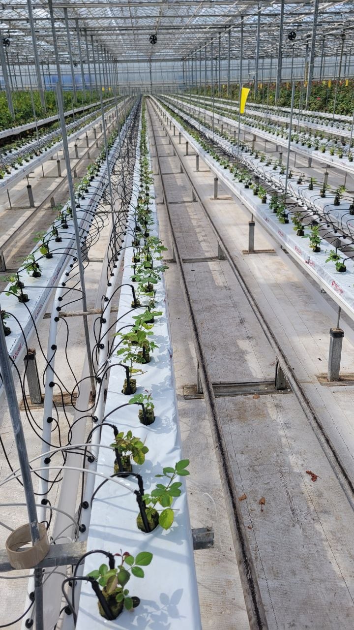 Rose greenhouse — SPELAND stone wool slabs with drip irrigation