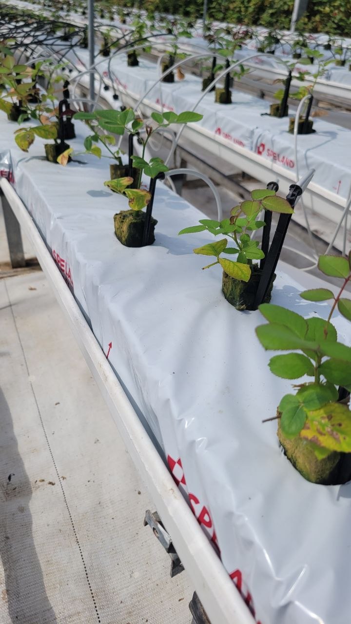 SPELAND slabs — rose cuttings planted in stone wool