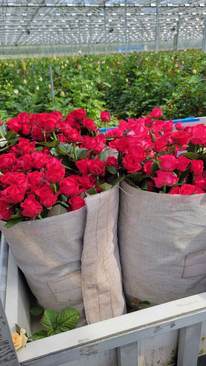 Cut roses ready for delivery — grown on SPELAND Floret substrate