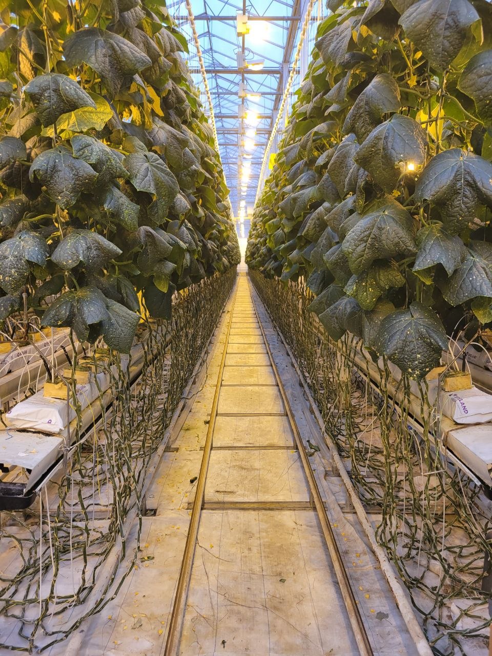 Cucumber greenhouse — professional hydroponic growing on stone wool