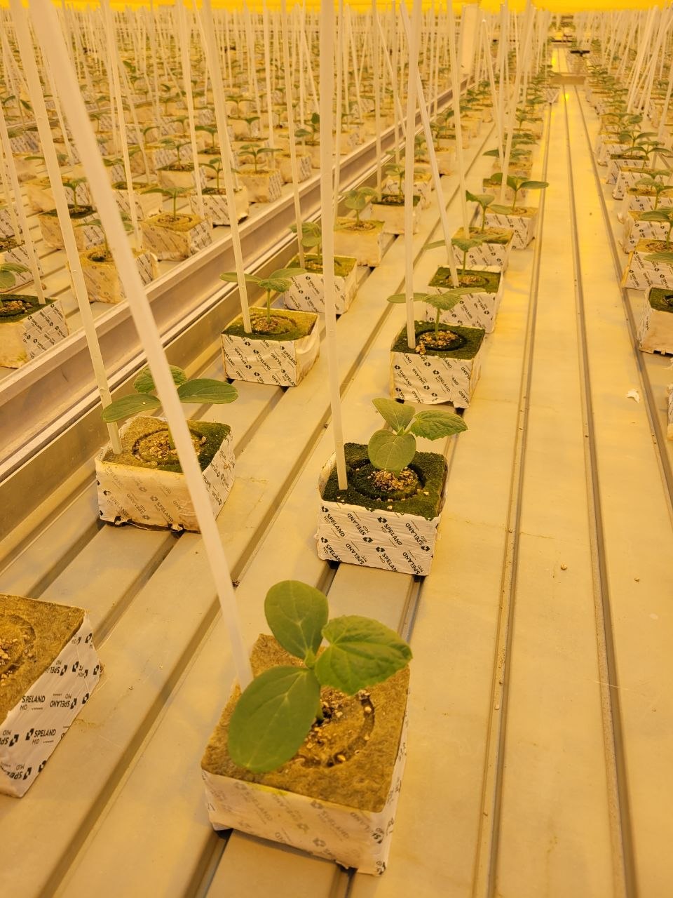 Cucumber seedlings in SPELAND stone wool cubes under grow lights